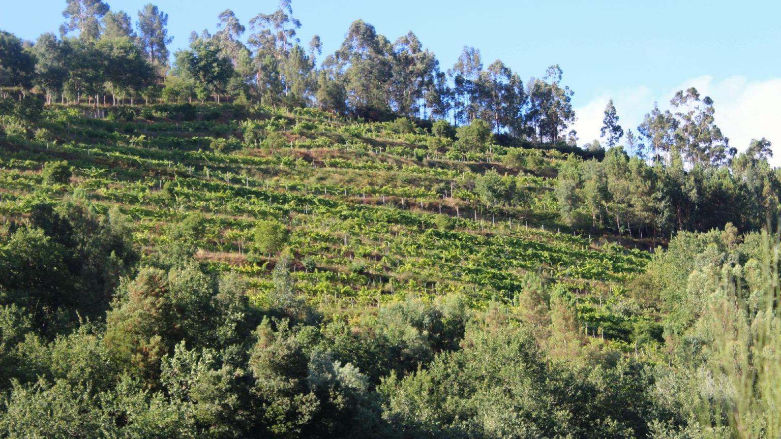 Image of terraces of vines of Vinho Verde on a hilltop