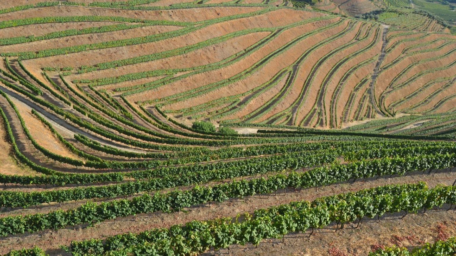 Image of vineyards forming a geometry of curves and shapes that characterise the Douro