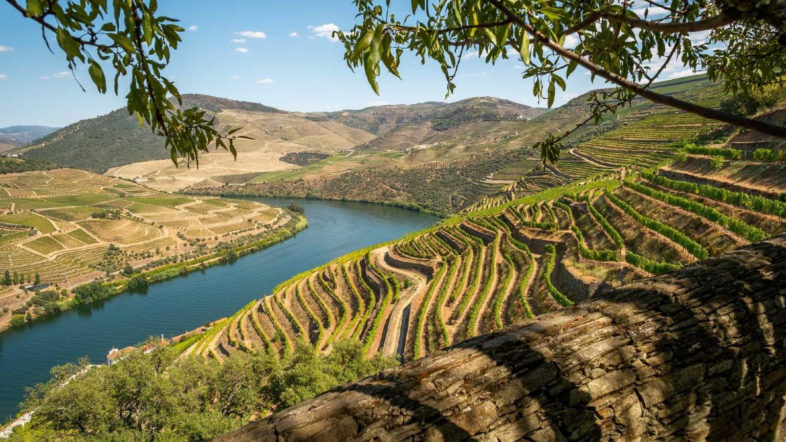 As vinhas em socalcos do Vale do Douro, perto do Pinhão, com o rio a correr por baixo.