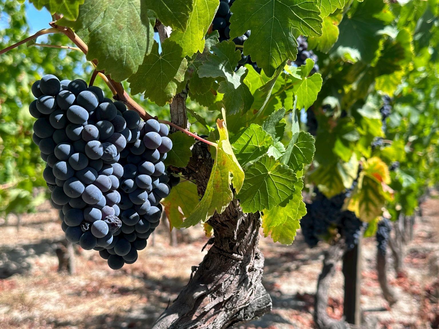 Uvas y viñedos de la Región de Dão