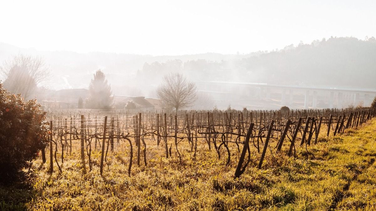 Vista de un extenso campo de viñedos de vinho verde | Cooltour Oporto