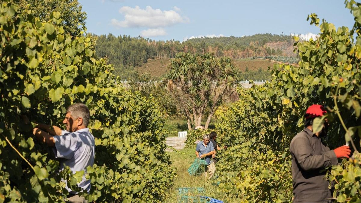 Varios trabajadores recogiendo uvas en una finca de la región de Vinho Verde | Cooltour Oporto