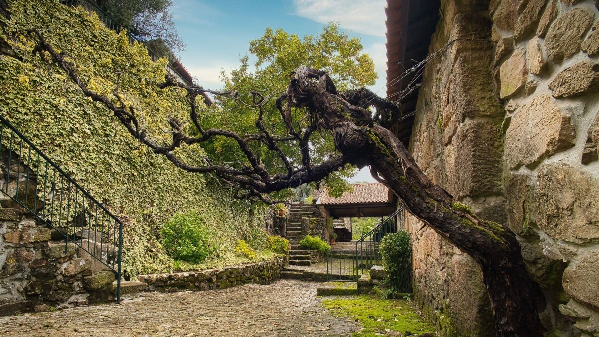 Vista rústica de una quinta en la región del vinho verde | Cooltour Oporto