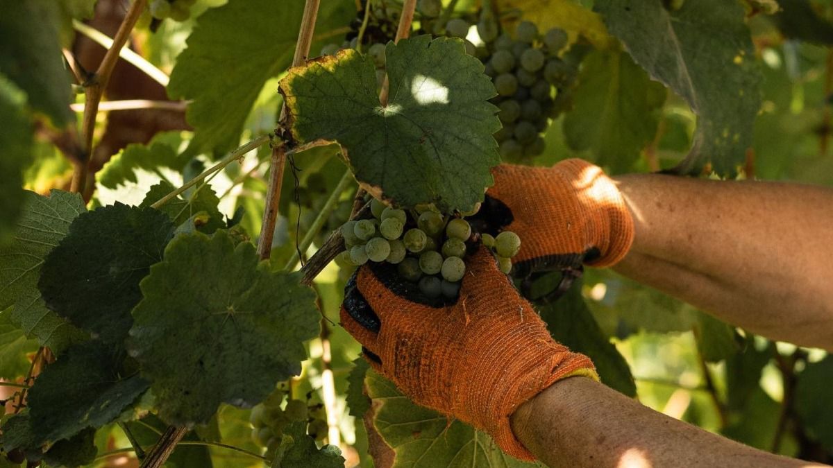 Cosechando un racimo de uvas de una viña | Cooltour Oporto