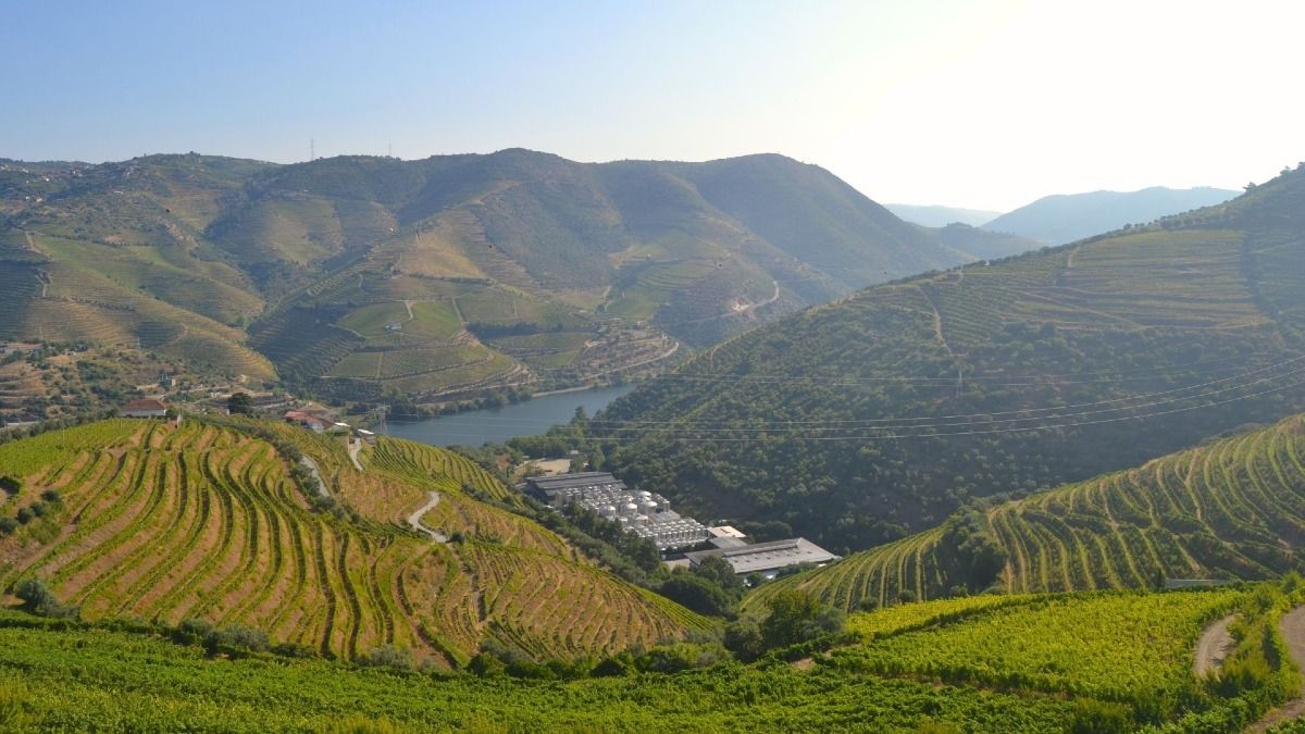 Panoramic View of the Douro River and Vineyards from a Hilltop Winery | Cooltour Oporto 