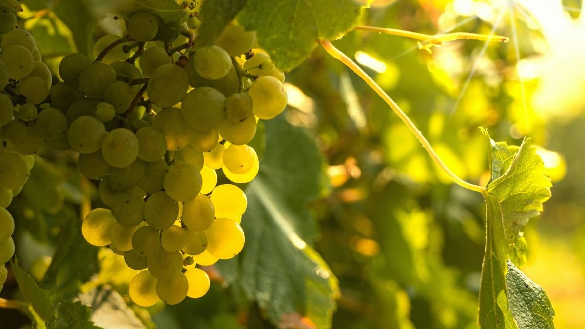 Un racimo de uvas blancas de la región del vinho verde | Cooltour Oporto