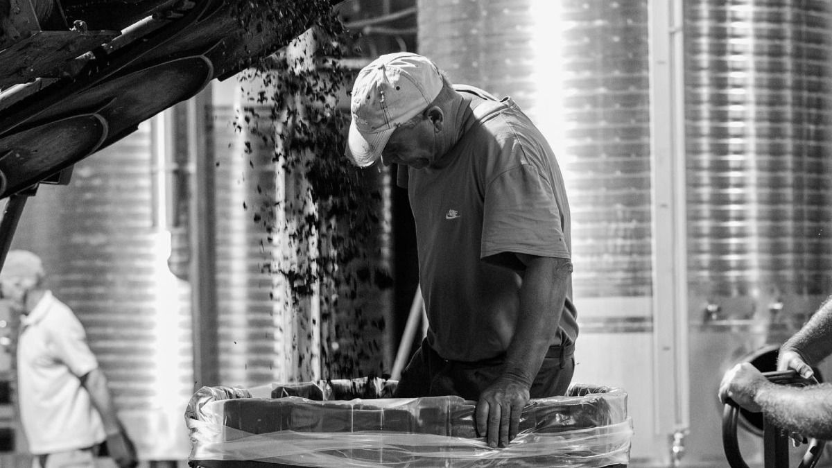 Trabajador inspeccionando el proceso de producción del Vinho Verde | Cooltour Oporto