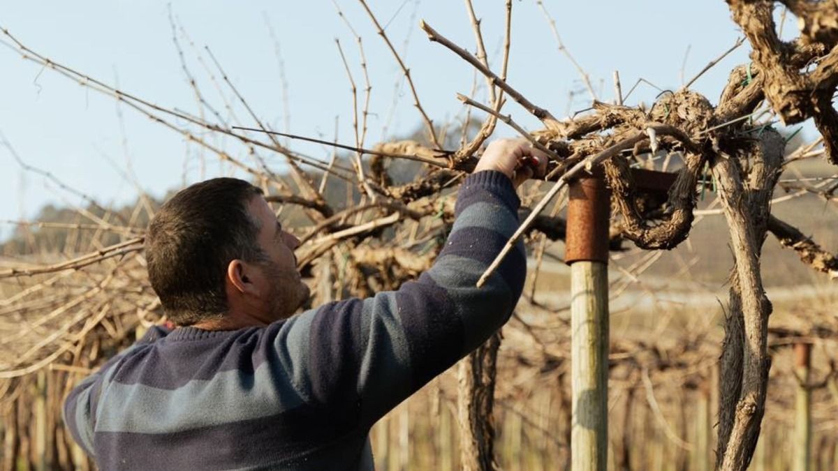 Trabajador podando las viñas de Vinho Verde | Cooltour Oporto