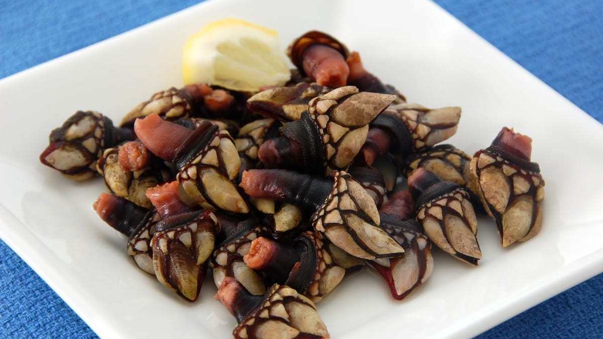 Prato de percebes, um marisco raro e valorizado do Algarve