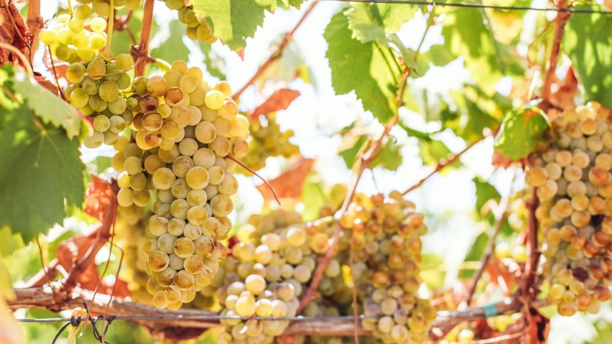 Uvas blancas del Duero madurando antes de la vendimia durante un tour guiado por el Valle del Duero, Patrimonio Mundial de la UNESCO, con Cooltour Oporto