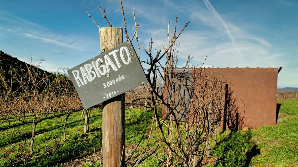 Rabigato grapevines growing at a family-run winery in the Douro Valley, featuring one of the regionās traditional grape varieties during a guided tour with Cooltour Oporto