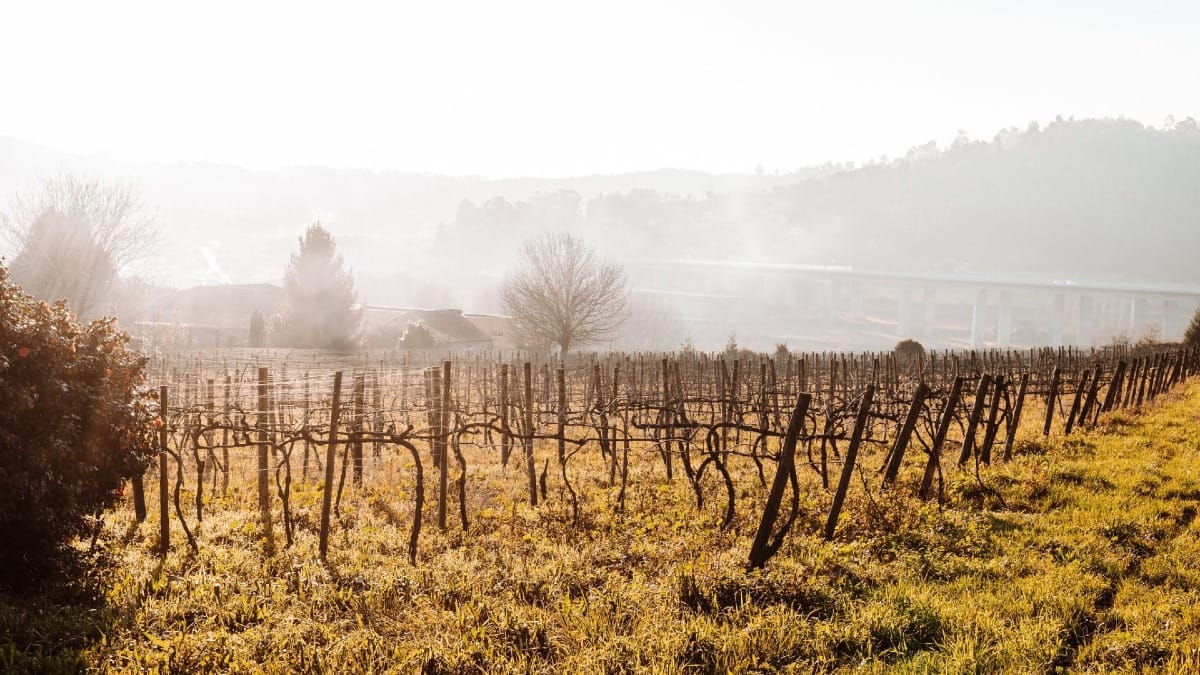Vue d'un vaste champ de vignes de vinho verde | Cooltour Oporto