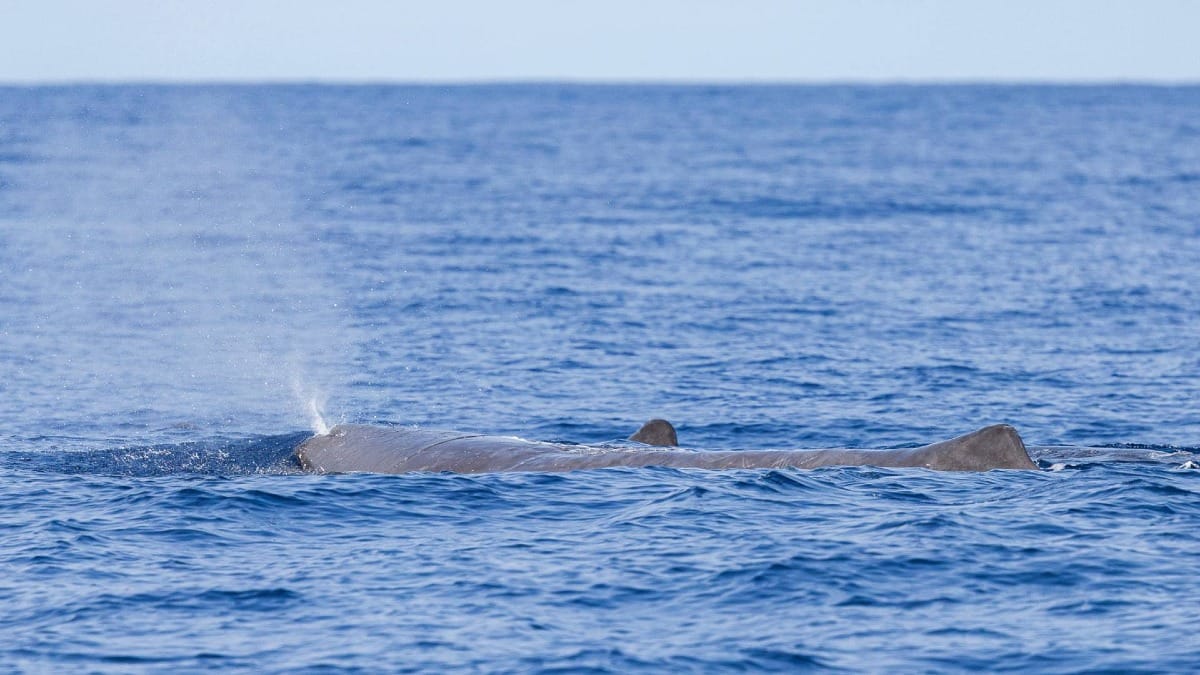 Experience the thrill of spotting whales in the open ocean around São Miguel