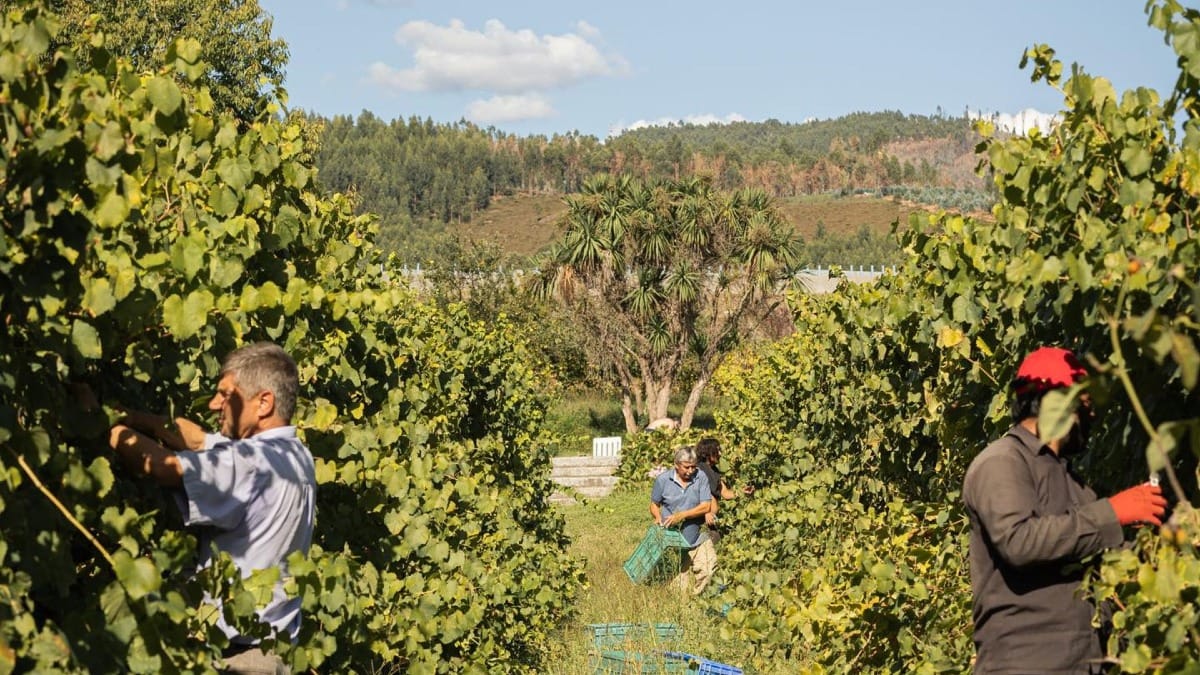 Plusieurs travailleurs récoltant des raisins dans une ferme de la région du Vinho Verde | Cooltour Oporto