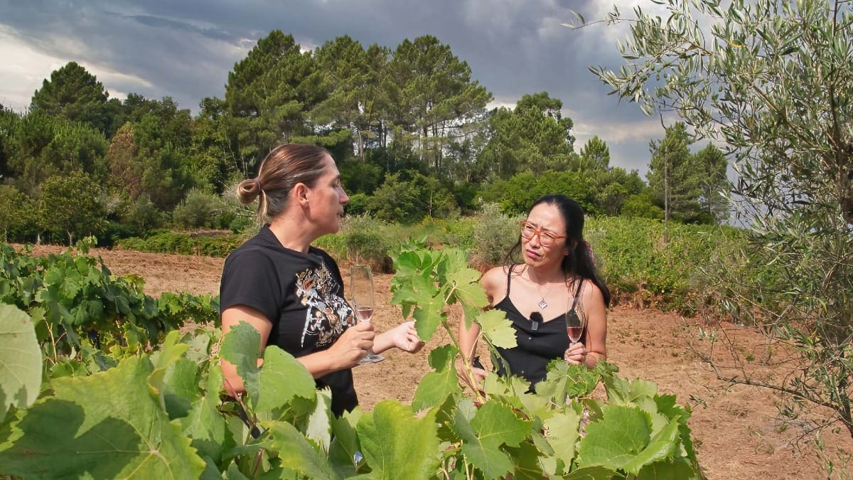 Conozca al viticultor local y descubra la viticultura sostenible durante su tour privado