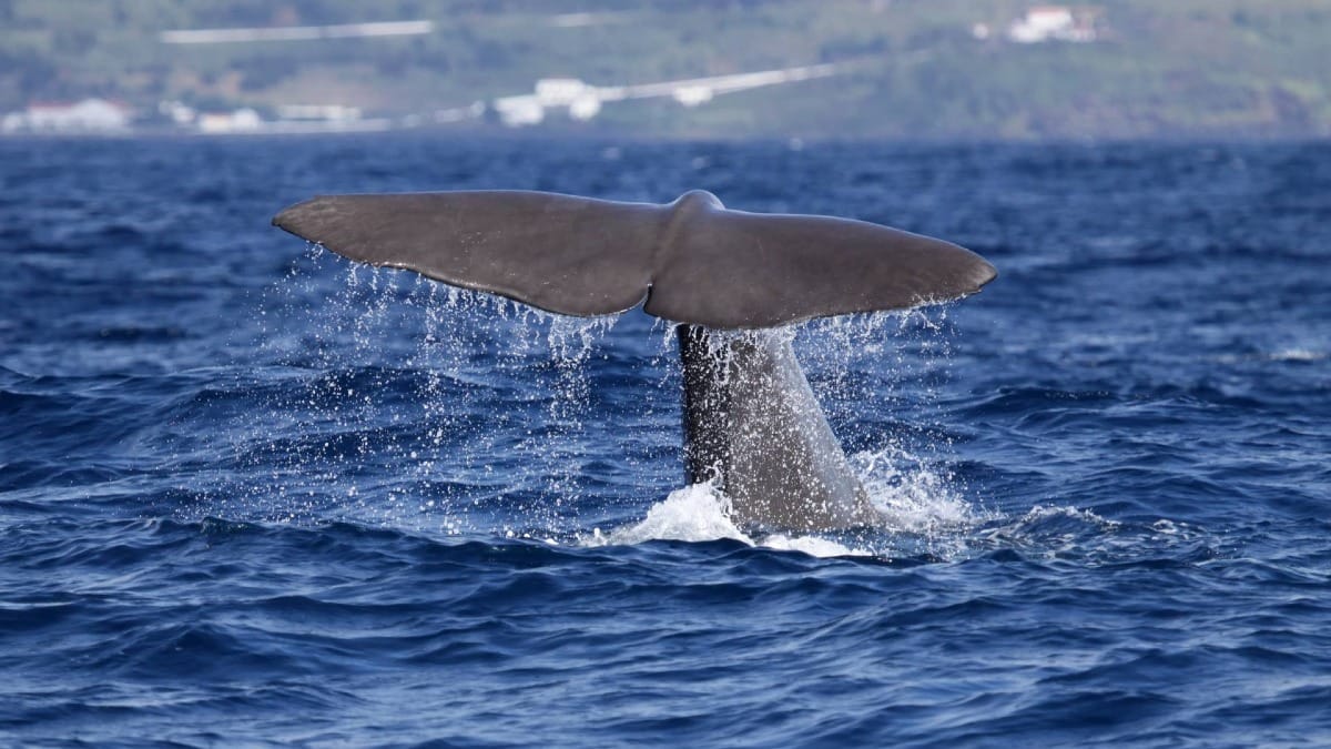 Witness the iconic moment as a whale dives into the deep Atlantic waters of the Azores