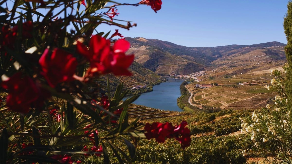 Vista panorâmica da região vinícola do Vale do Douro em Portugal