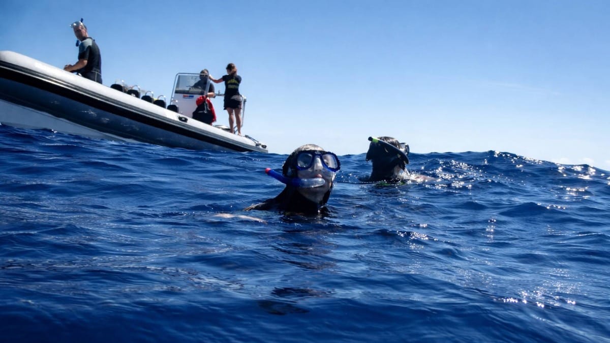 Get ready for an unforgettable encounter as dolphins approach your boat in the Azores