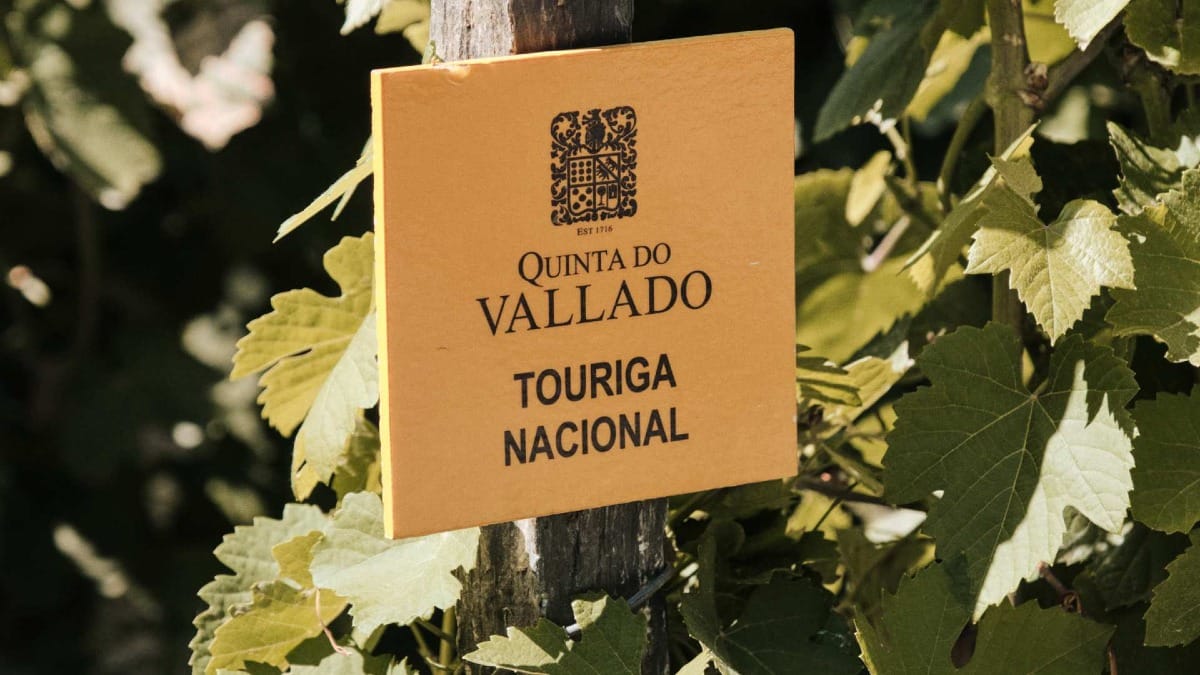 Touriga Nacional grapevine sign at Quinta do Vallado marking one of the Douro Valley’s iconic grape varieties