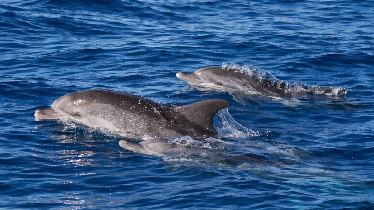 Observe a los delfines deslizarse sin esfuerzo por las aguas del Atlántico