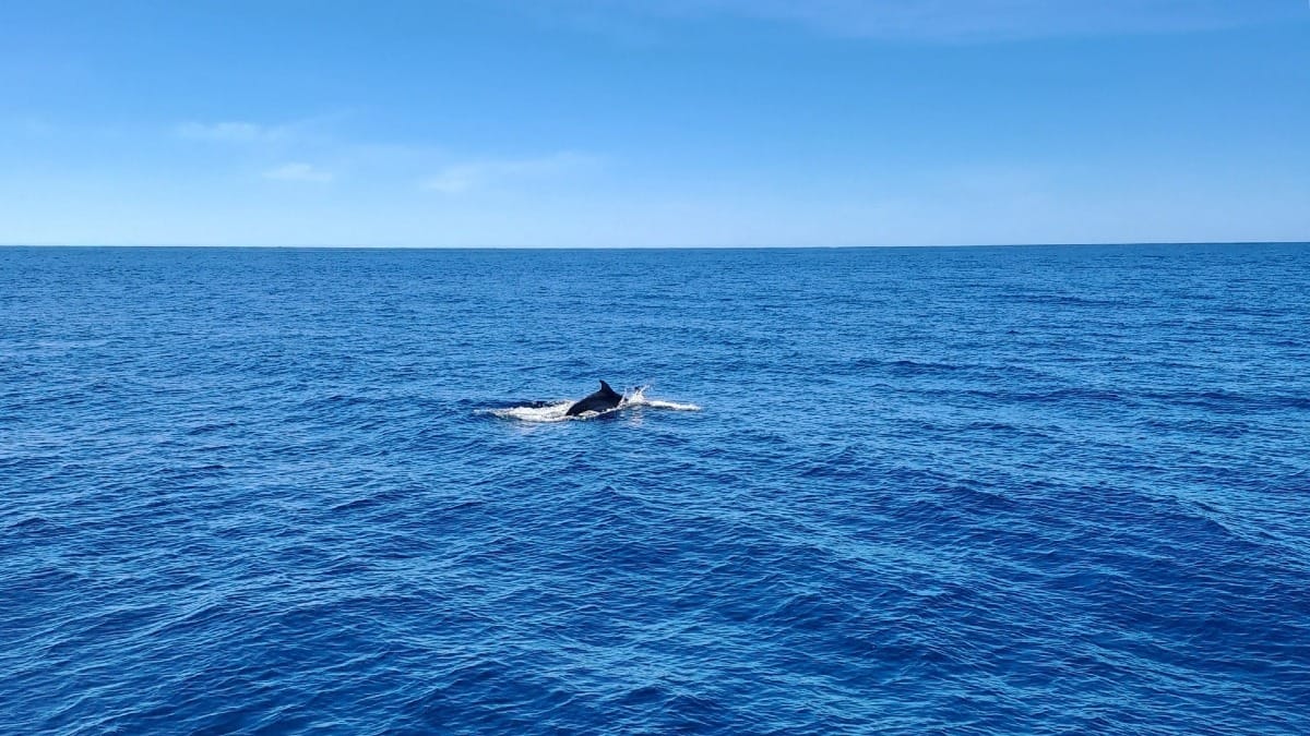 8S7o faro boat tour dolphins algarve ocean