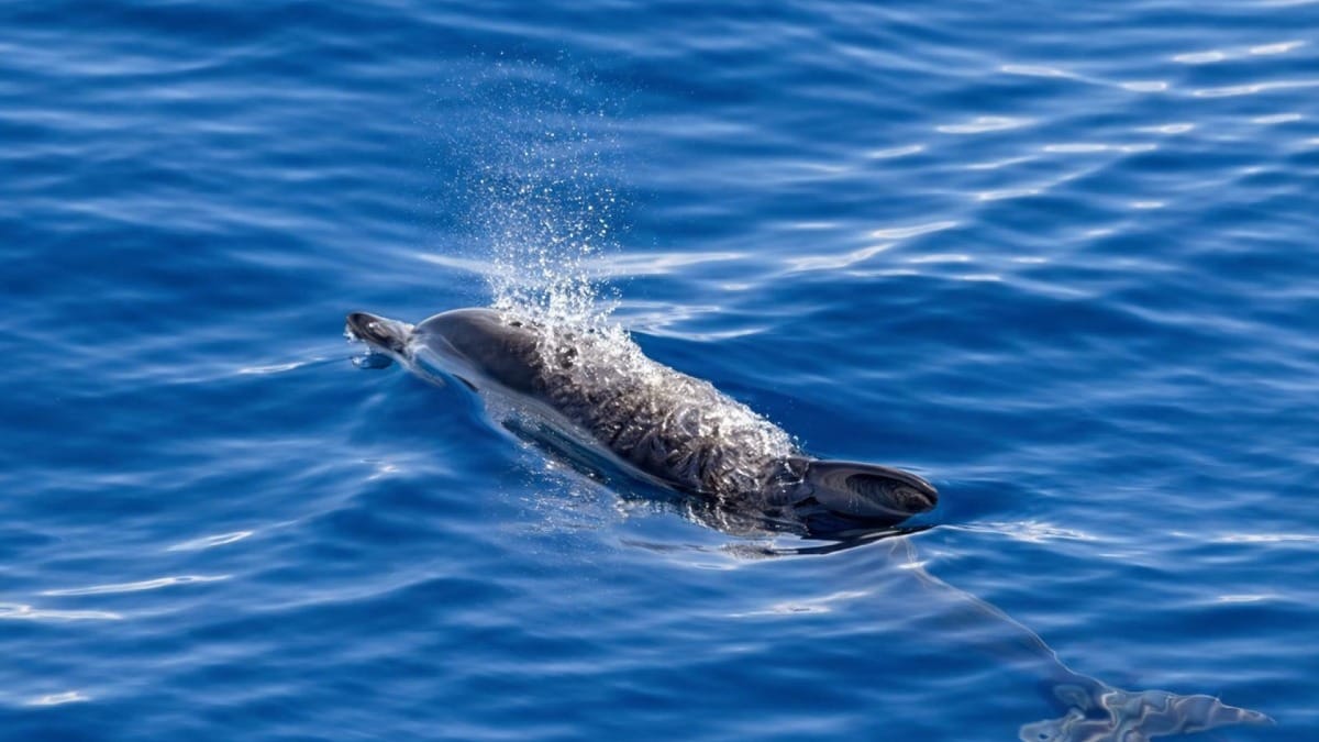 Observe golfinhos selvagens no seu habitat natural nas águas cristalinas dos Açores
