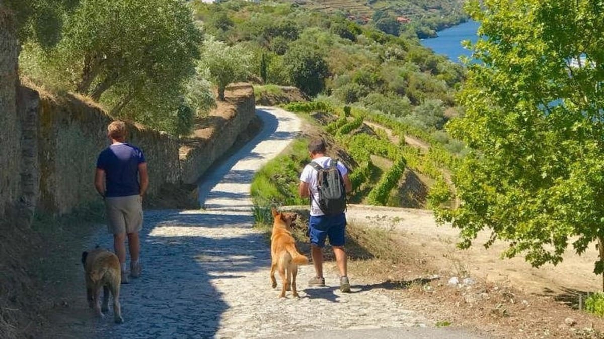 9frB douro valley walk dogs friendly