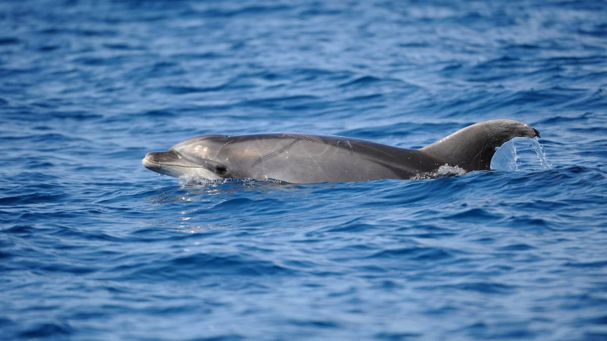 Observe dolphins up close before entering the water in this unique Azores experience