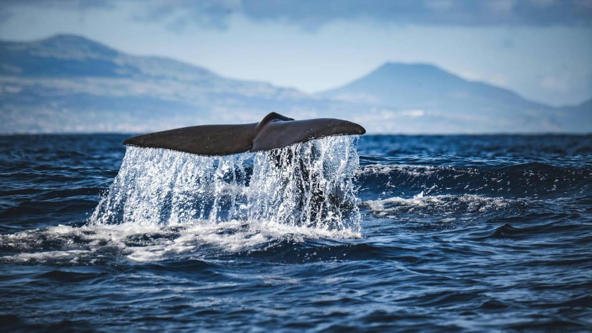Whales and volcanic landscapes combine for a unique Azores experience