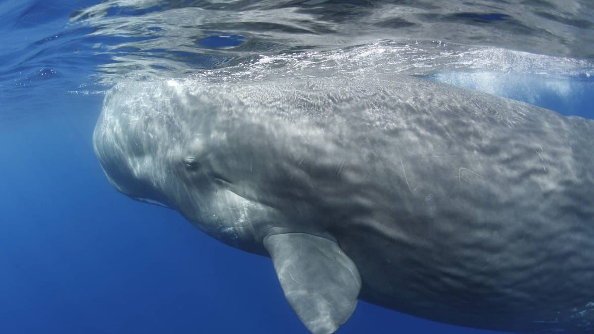 Get up close with majestic sperm whales in their natural habitat in the Azores