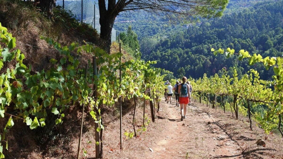 Promenade dans les vignobles d'un domaine de la région du Vinho Verde | Cooltour Oporto