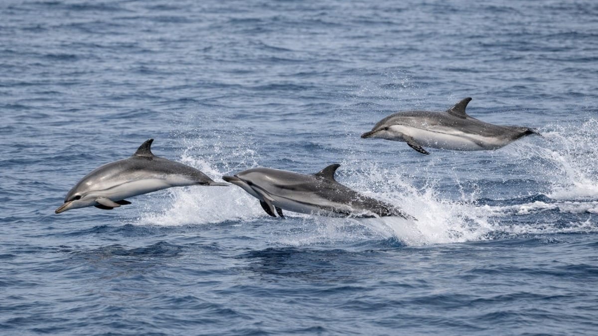 Playful dolphins create unforgettable moments in the open ocean