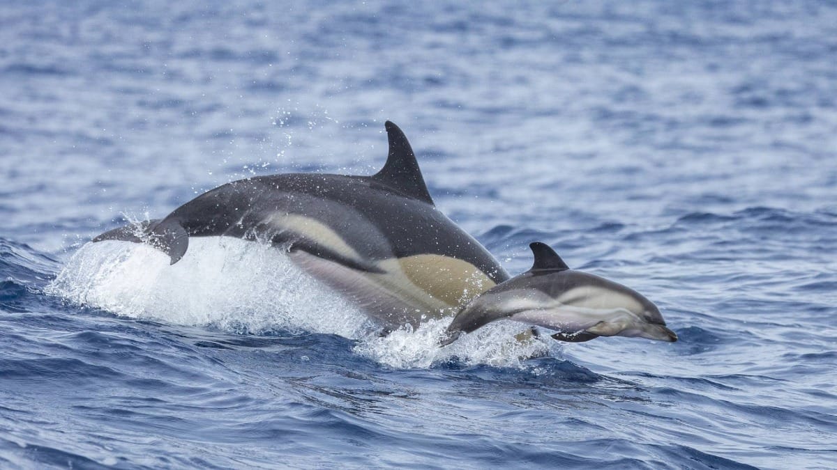 Encounter incredible species like orcas during your Azores whale watching adventure