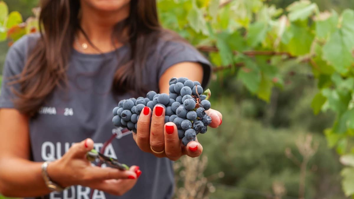 Quinta da Pedra Alta : Visite du Domaine et Dégustation de Prestige