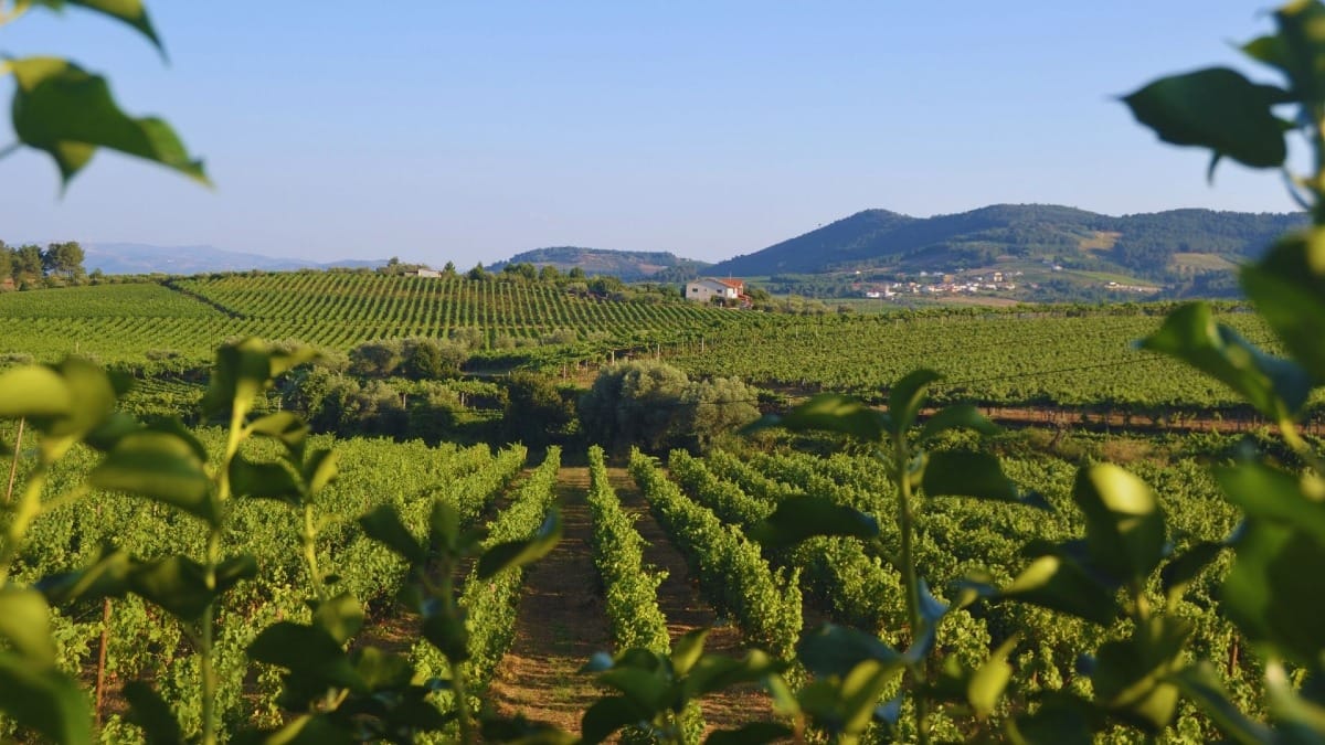 Almoço junto às vinhas durante um tour pelo Douro Valley com a Cooltour Oporto