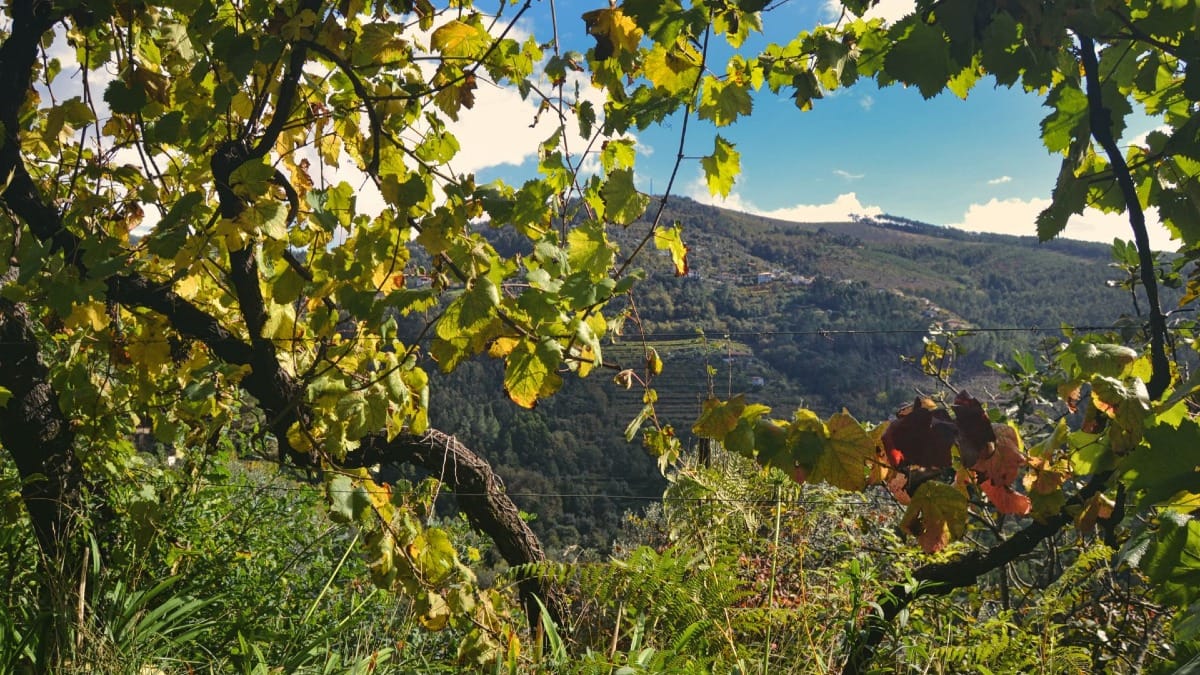 Fantastic view of the surrounding hills under the vineyards | Cooltour Oporto