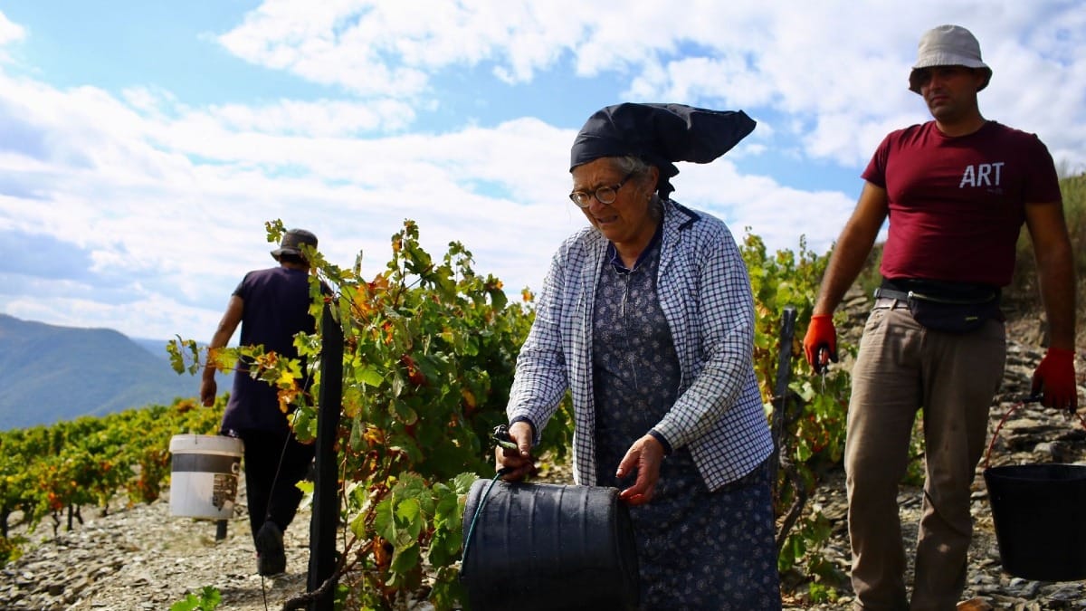 HQkn douro valley vineyards local farmers