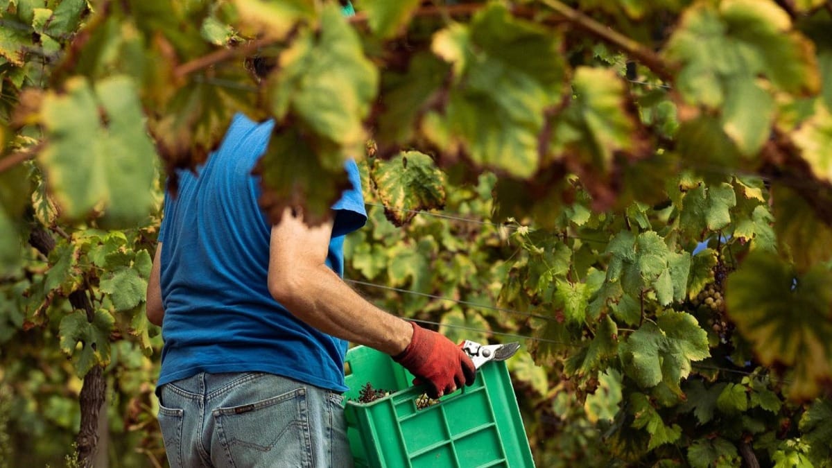 Un trabajador recogiendo uvas | Cooltour Oporto