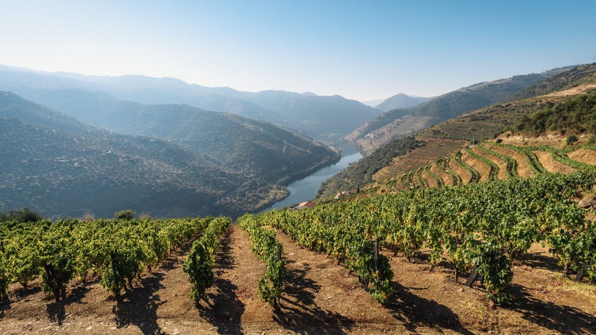 Viñas y viñedos con vistas al Río Duero durante un tour guiado por el Valle del Duero desde Oporto con Cooltour Oporto