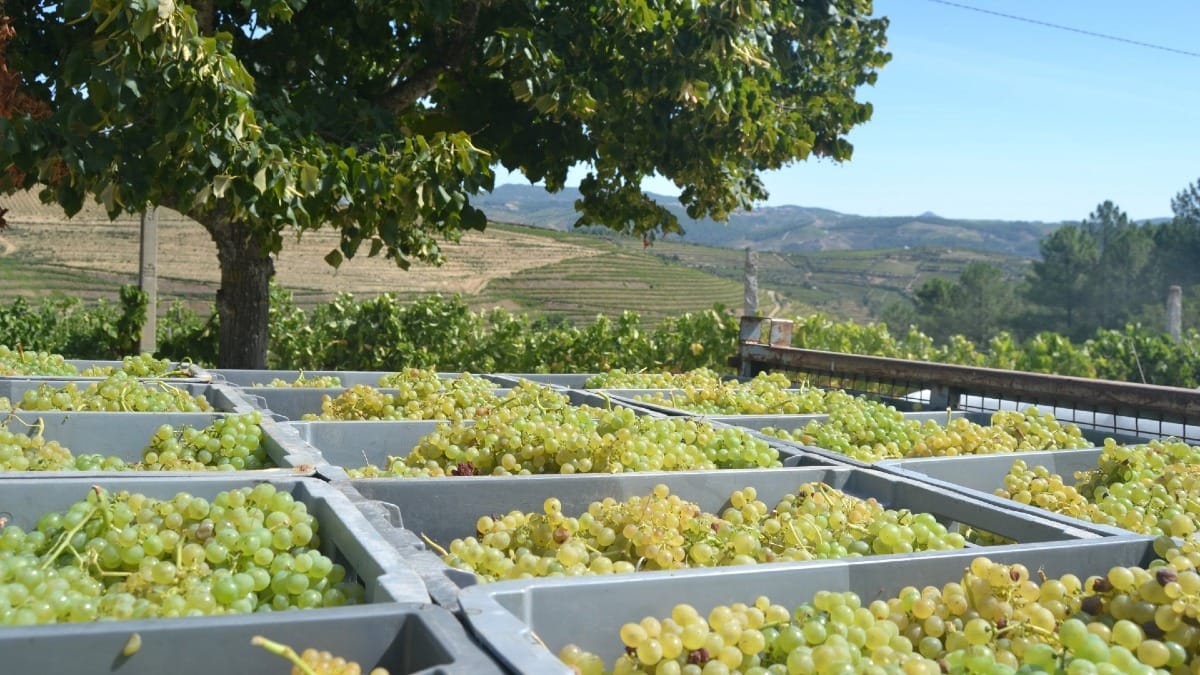 Colheita de uvas brancas durante um tour pelo Vale do Douro com a Cooltour Oporto