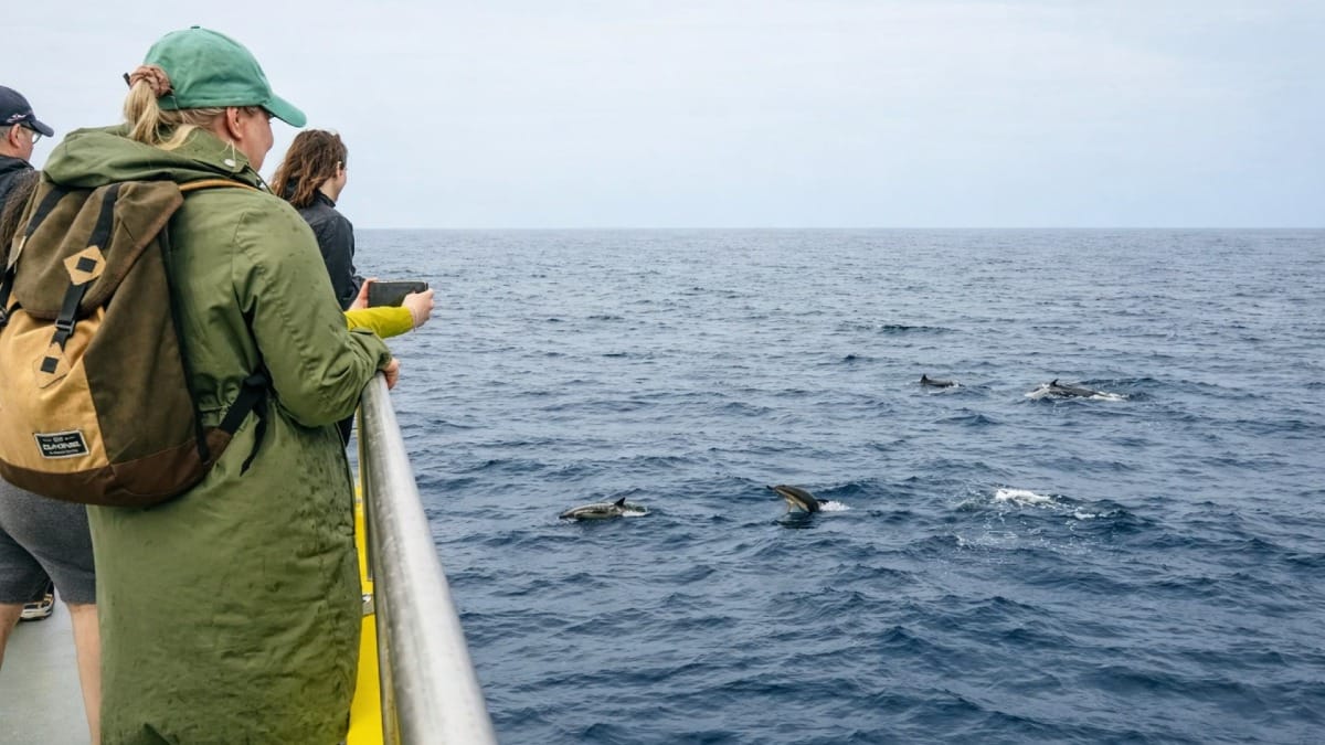 Feel the anticipation as you scan the Atlantic for whales in the Azores
