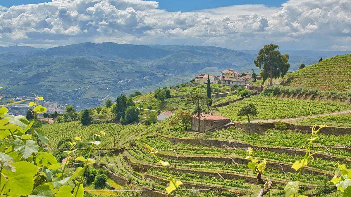 The iconic vineyard terraces that define the UNESCO-listed Douro Valley