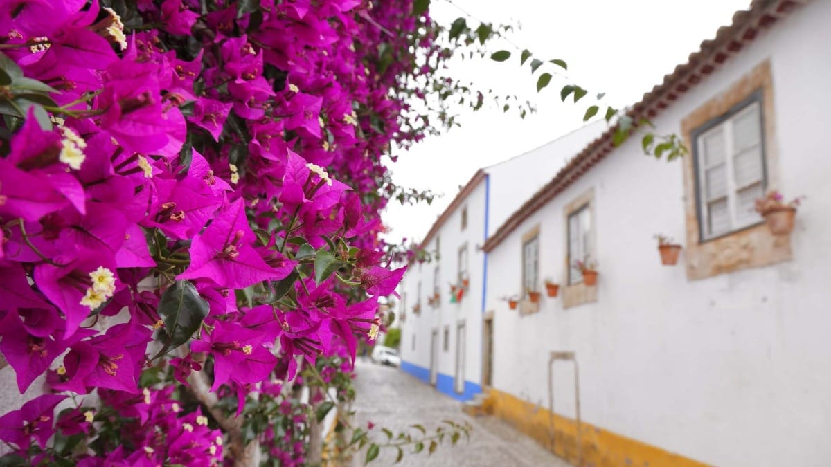 NJEP obidos flower street bougainvillea