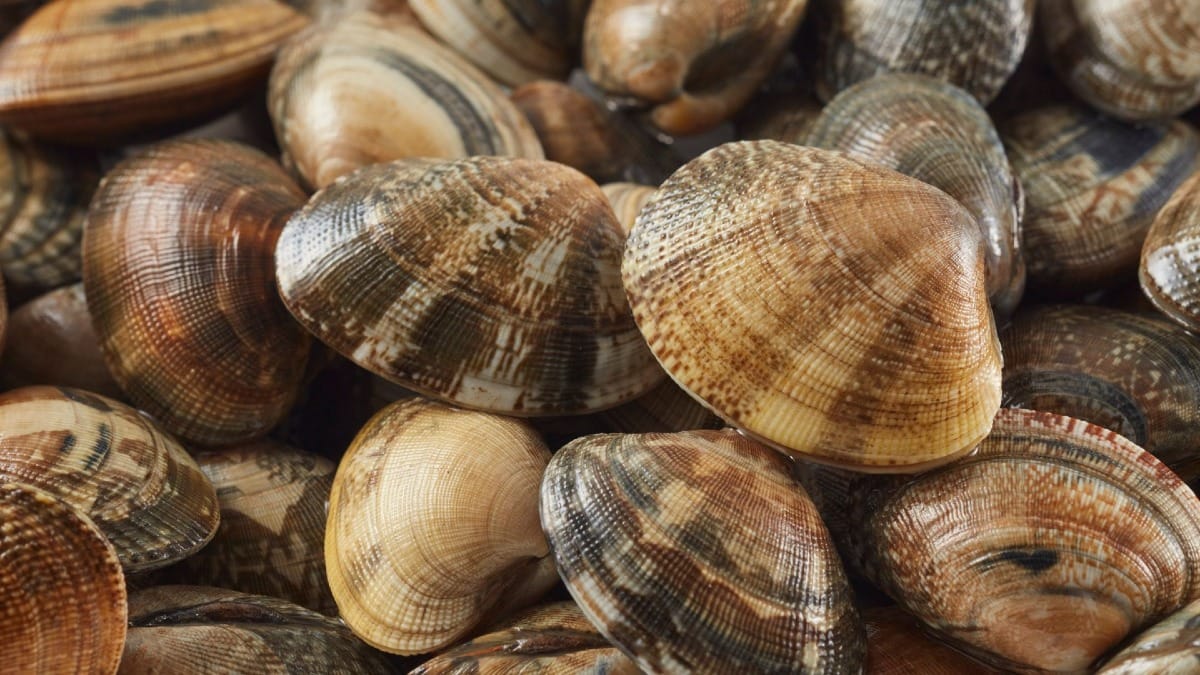 Amêijoas tradicionais do Algarve servidas com molho de alho e ervas