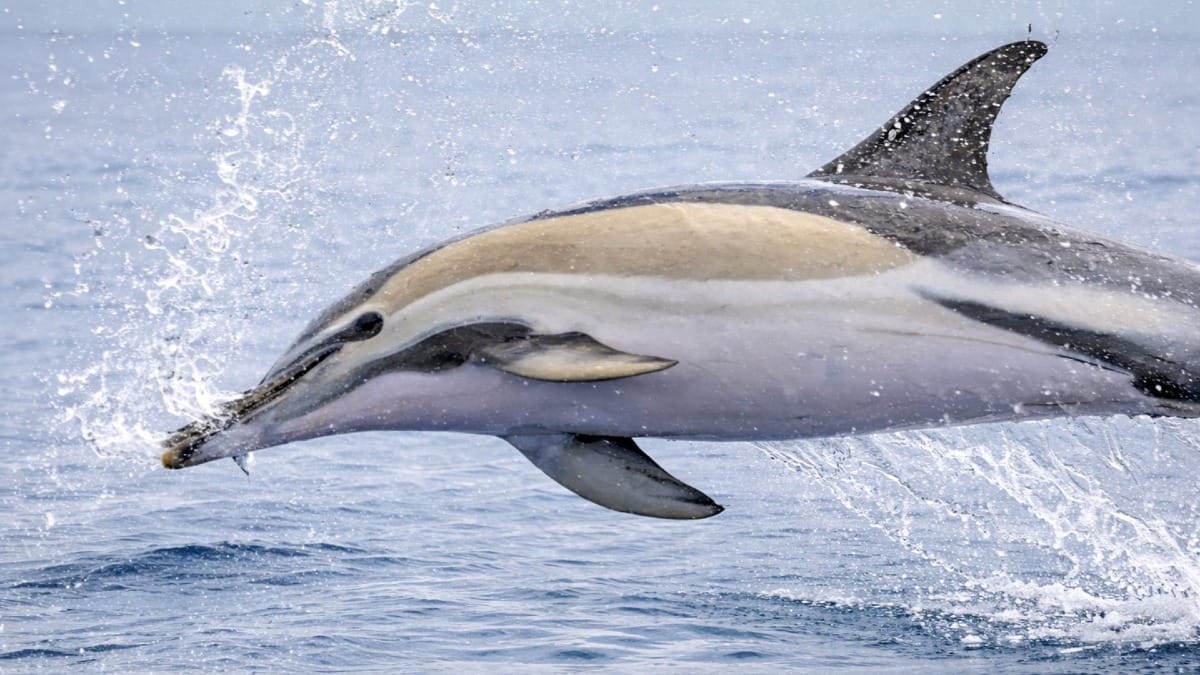 Um espetacular salto de golfinho captado durante a sua experiência oceânica nos Açores