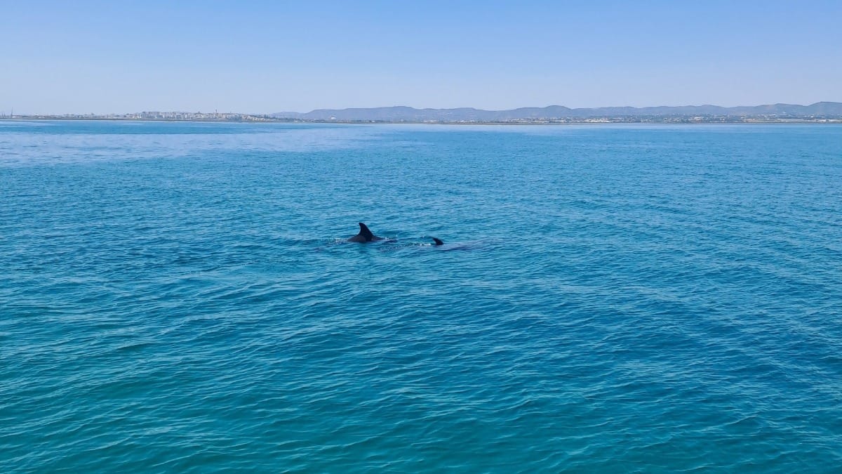 Oz8j faro boat tour dolphins full day