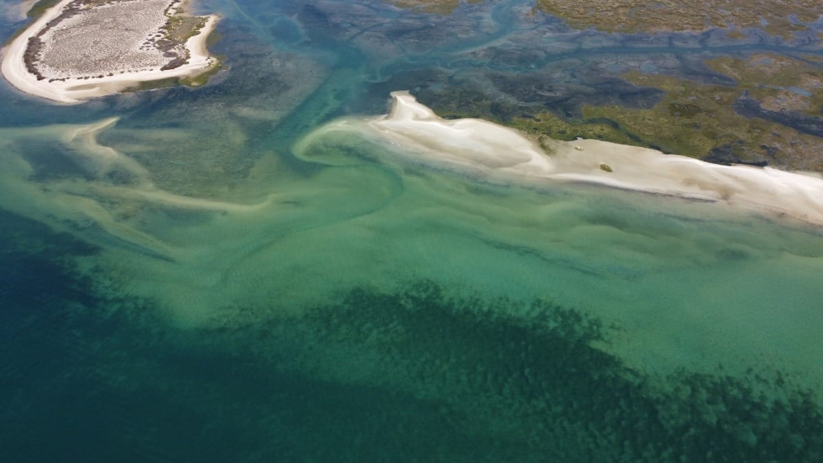 PFDI ria formosa natural park eco boat tour from faro