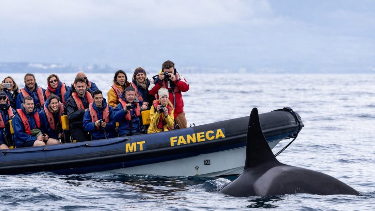 Set off on an unforgettable whale watching adventure in São Miguel, Azores, aboard a small-group boat experience