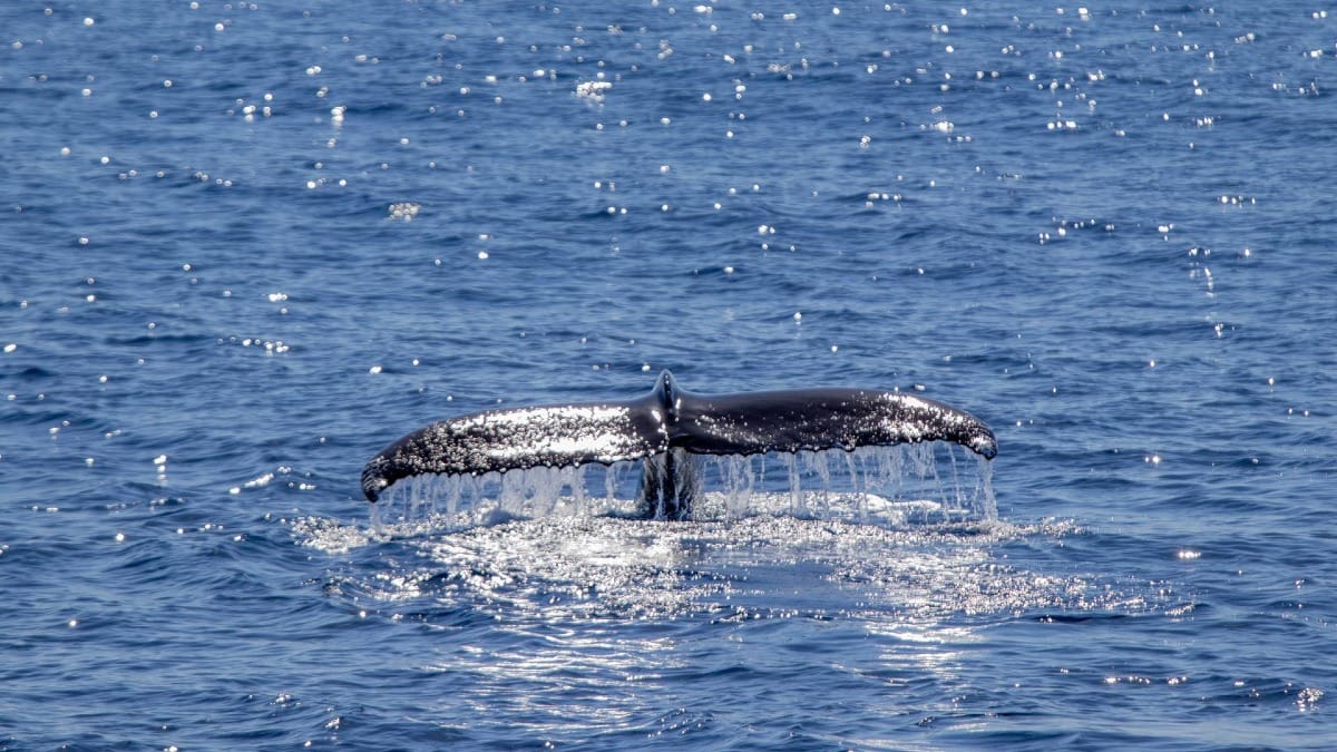 A rare and peaceful encounter with a whale at the surface