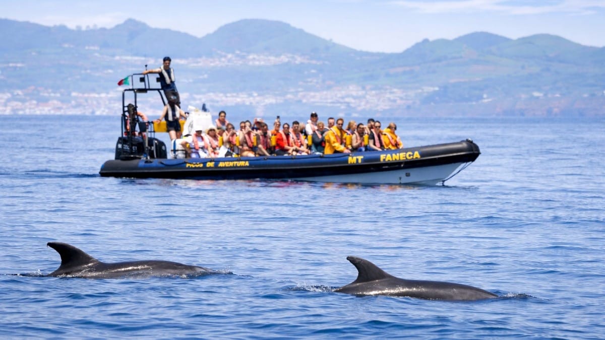 Join a small-group whale watching tour in São Miguel for close encounters with marine wildlife